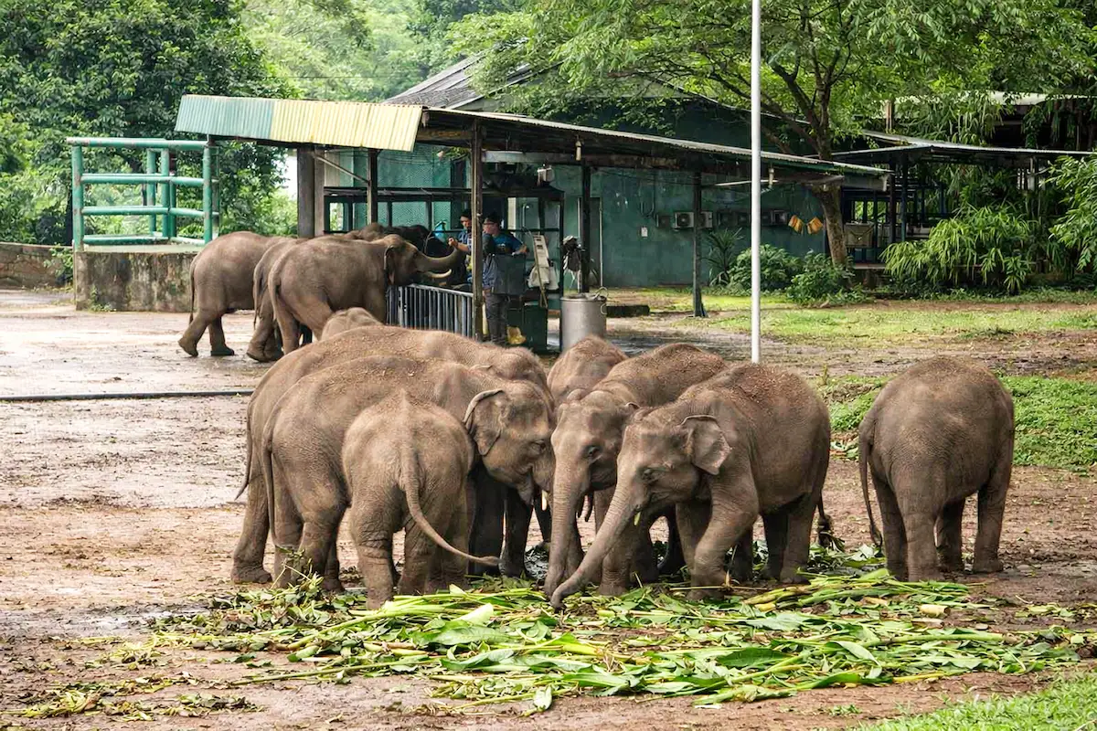 слоновий питомник